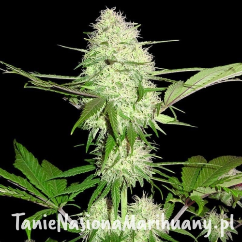 e9ea23bdf807443f16018f38ce755a68