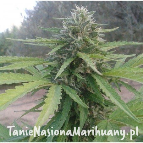 eb2f7cc73b461f883bed19d0a3bbf77d