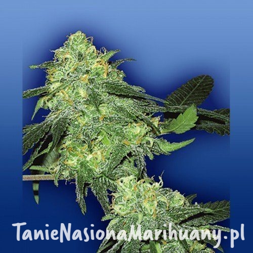 ebbbe6cfc3a220760841b549fd1d4efb