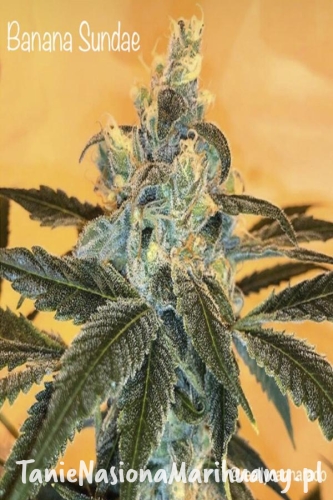 ec52597535443a79435853e633ec20cf