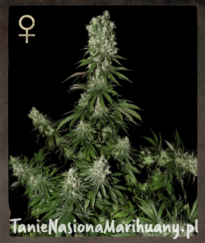 ec725859b1943ee89ebe284678d78c26