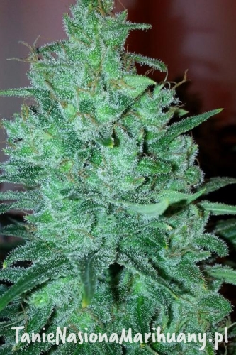 ec99291e4b6535ea42c4aee2901c7b9e