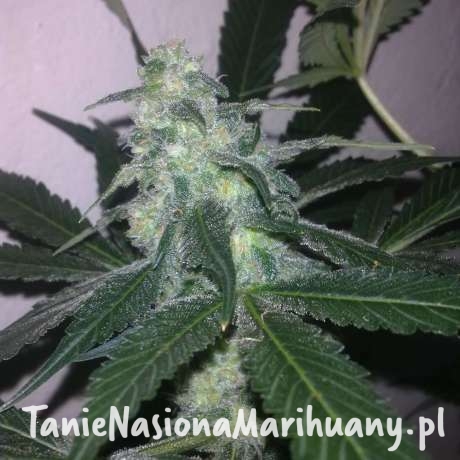 ed10cba7ac9e56a5b725e7352d072efb