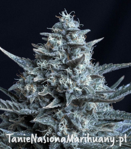 ed354a32995e6f2377781f01b2738b3e