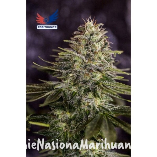 ed3c8b0f9acca6e020736f8c0e1a3b78