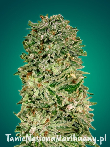 ed53c6815dca4e2b122ec34aacb8d73f