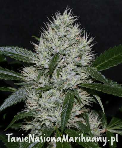 ed553b9941d24acd86b1aa5a3ed767b6