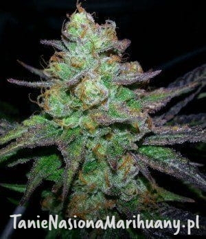 ed8c8af10722b1114d19f2518b1a1ce4