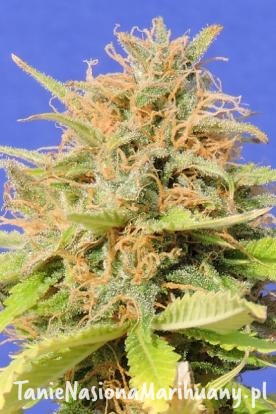 ed946b572a5be8231c7b74489a910f04