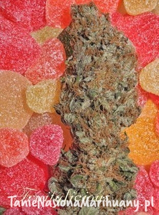 eeb146e6c5fc6444d93c89070d532a00