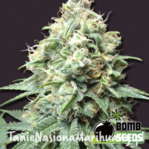 eee3a00a9831a6a1bdbe0fbd3181cf46