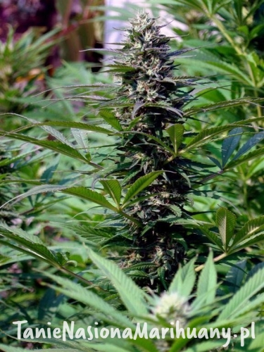 ef32212f596ec2be6ea23347ef89cea2