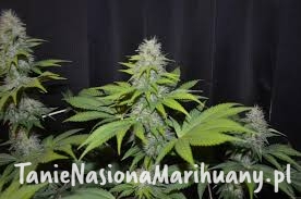 ef61f375fb3292902c408cf0c6fc9b50