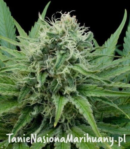 ef9c52f7773e54024461b9a757aaa039