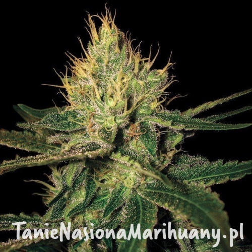 efa73135e914d8799cc6bfd26c1fd581