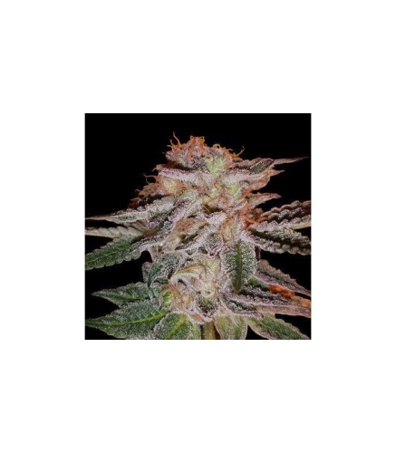 f0b5f6b7d361eb8faf2711c65f0a6a6a