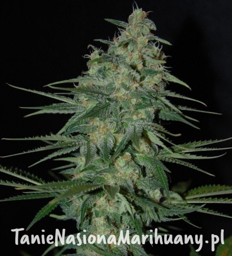 f0ff33bed70d30d937369f51d77a05cf