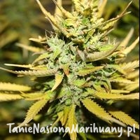 f1522a2c598387683cd7d3709c288538