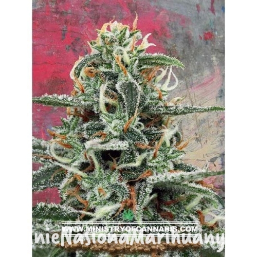 f1712856e46bcc5f08b6cb1c502d48df