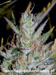 f1763ca3de97d7bb2cd7019f3a9fefdd