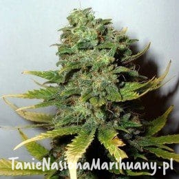 f1ae14ddbe0c743a9e4e62447e8eff1f