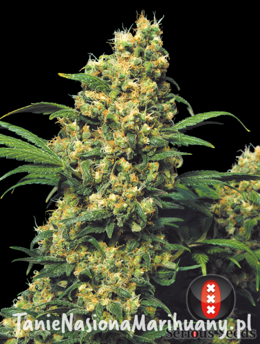 f1c268a015425f7dd39ed5d2a60b237c