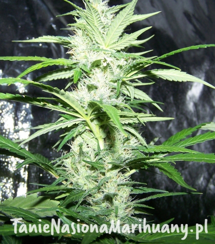 f21eb45a4530912f5751e86825550b6a