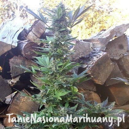 f22ecc6c9a9d89d5f53351673b8491e1