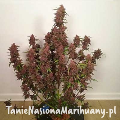 f25f27fb04ee94a658c907eaee22afd2