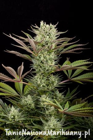 f282f8dc63f5129179d9985d95672438