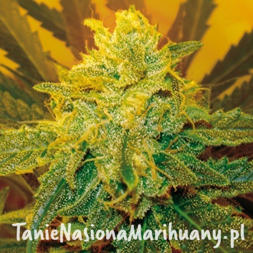 f2e743d0270f46de47cb981fd7fcd7be