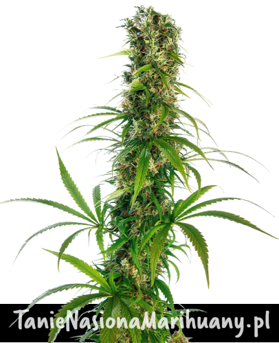 f339d22d1bb99784cf60b361e2c8f0bc