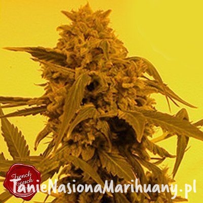 f3717438b7cc3e8c53b936841802db3c