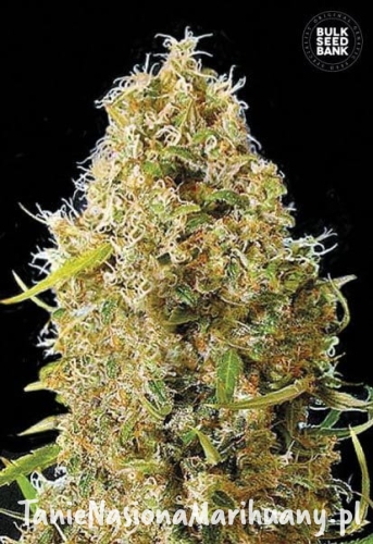 f37d738dbafe760faca9703fb08b6b54