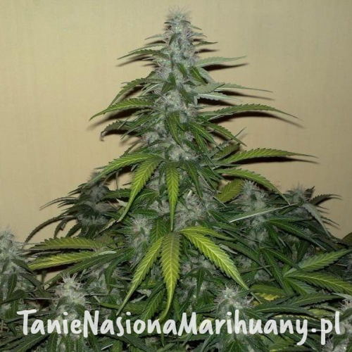 f383c2f6074e1d565db2f04e2cbd88b3