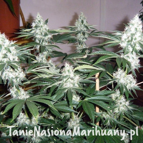 f3a3044c8c35ef2e59945cf23c397ff4