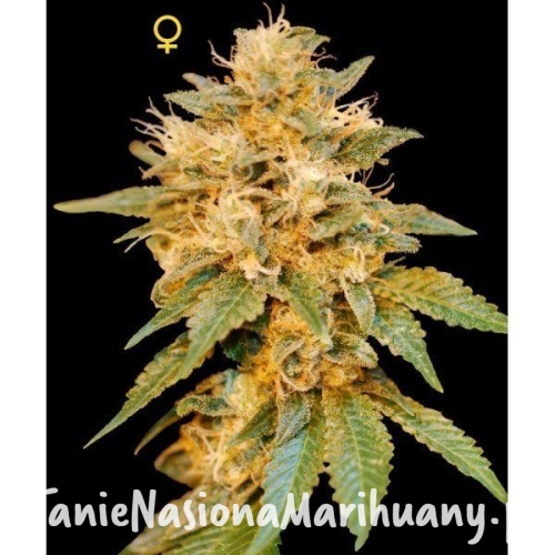 f3e0c9704008764995cdfb03c758322d