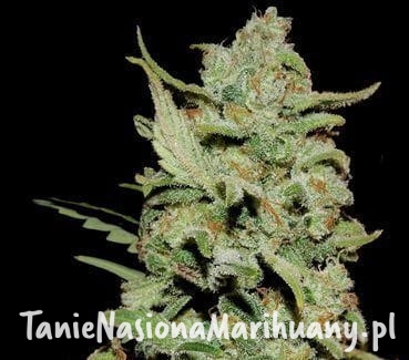 f41fe05f36ddc68d5ffb029097dff5db