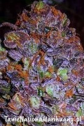 f4b1ddcb0df9772843ae64c17b4db16d