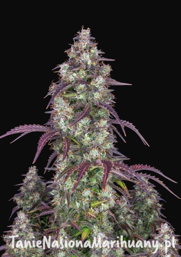 f4d2070bbfb594e9ebdab427e4fac8ef