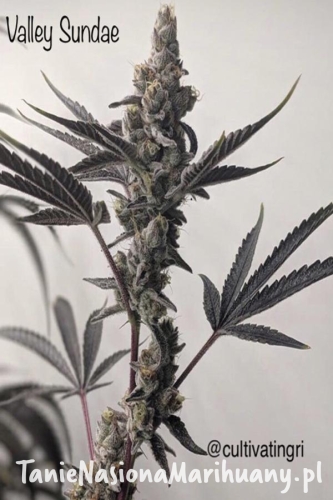 f4d855f5ea91bbb3fabb5b8e865809af