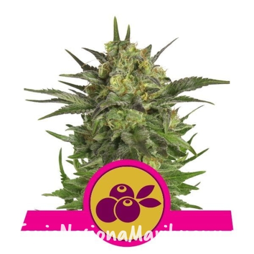 f4f6df5bed1d06bccd95dc09de4f5412