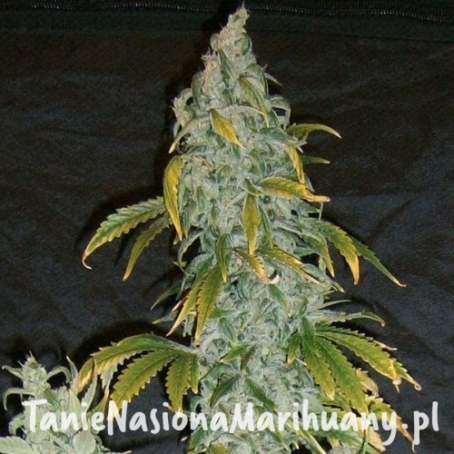 f562e94c2d464e6c7eb4682facb3d988