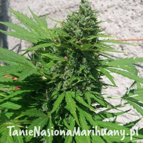 f65d5881bd1d74d42377bb361550742b