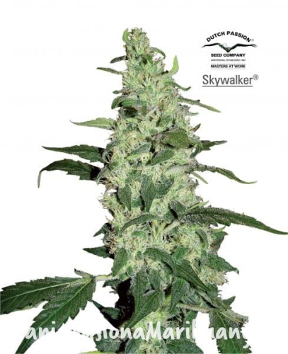 f6ec846546433cf8ebf3a0707d55f508