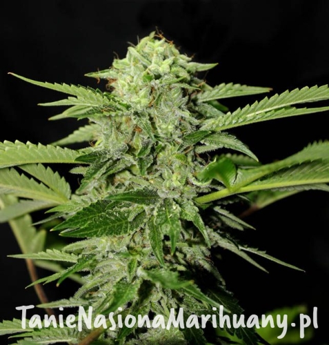 f70c1af5d87360c614b5813163db2394