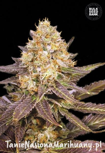 f723dc5dbfb984eae155fd2d82884f4a