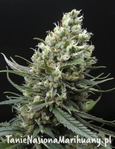 f81d63cb091d1fabf8f34957e3302f3b