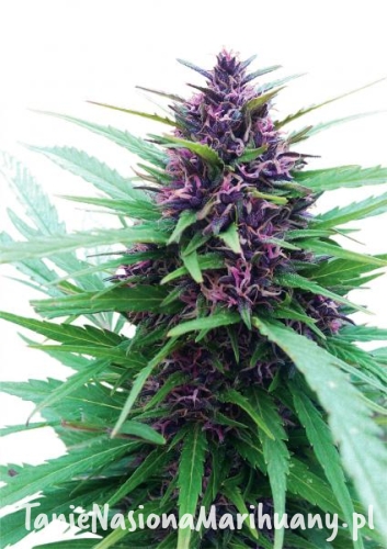 f8f1f413760e2fdce167e8e180f11784