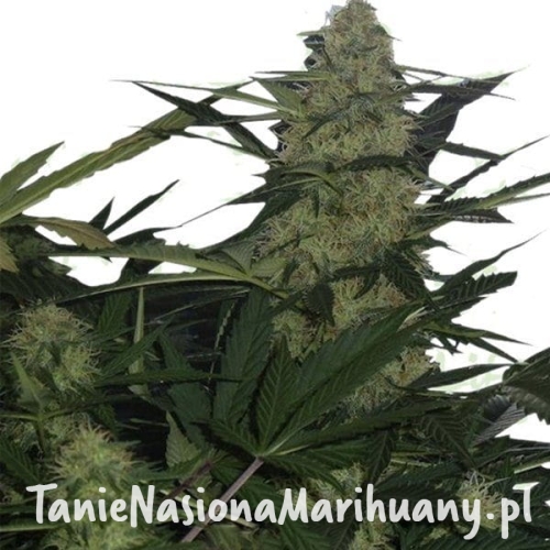 f9270421d349fad4baf2495c6a207ae8